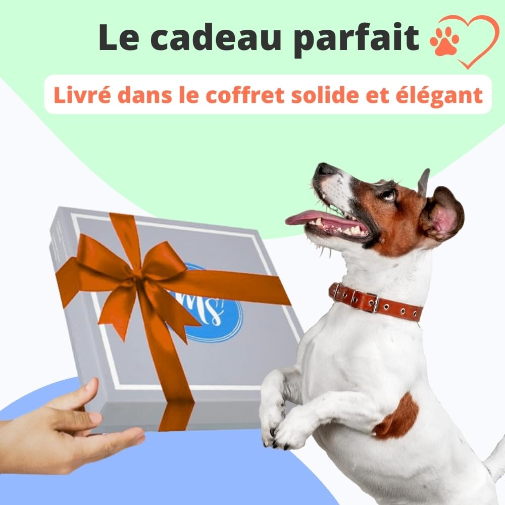 Harnais et Laisse pour Chien Chiot Chat. Harnai Réglable Original Arnet Anti Traction Coffret Cadeau pour Les Chiens de Petite Taille comme Bichon Léger Souple Solide (S, Orange) Poids Idéal 3-7,5kg